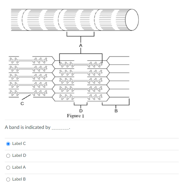 Figure 1 A band is indicated by Label C Label | Solvely