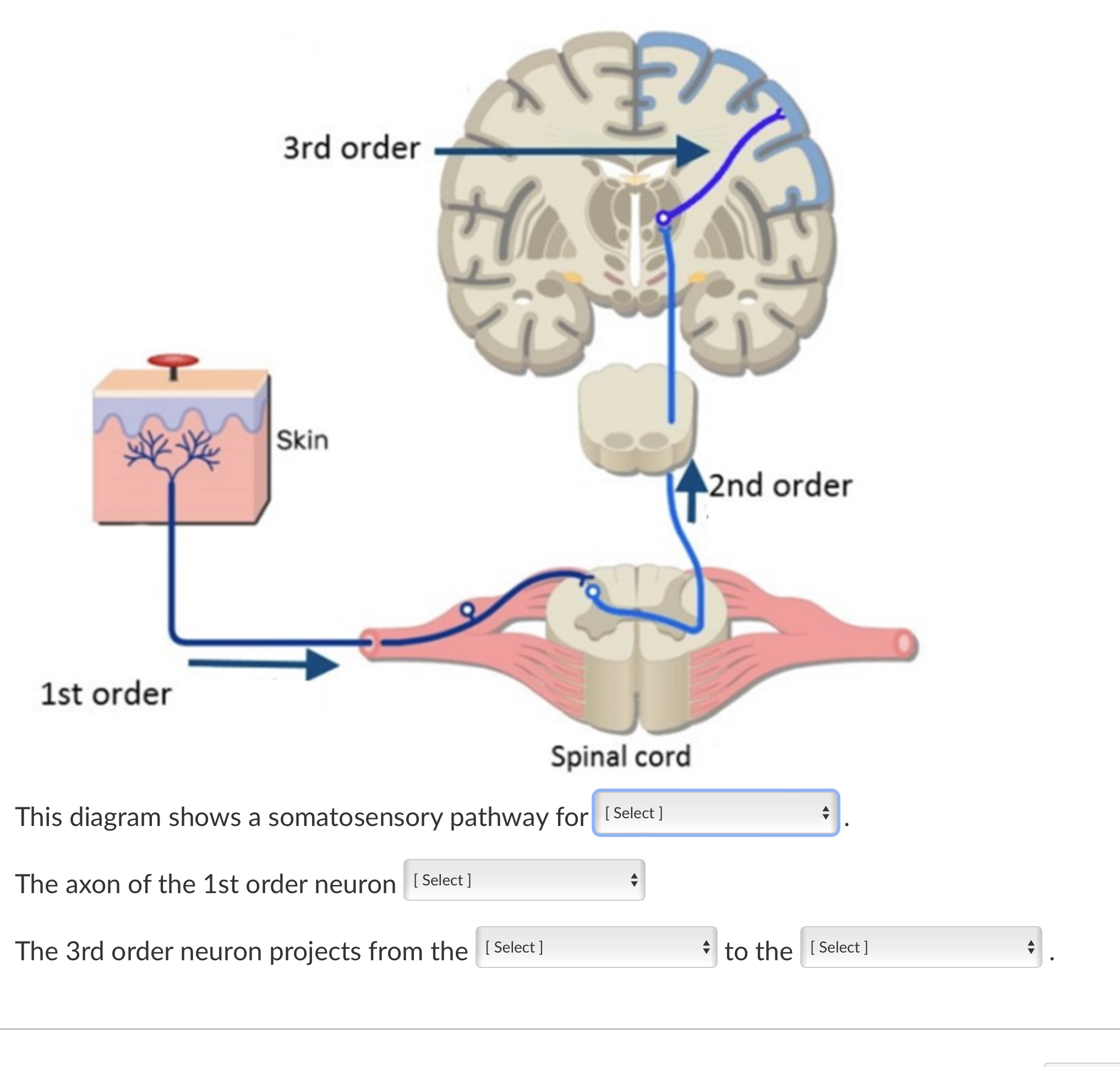 This diagram shows a somatosensory pathway fo | Solvely