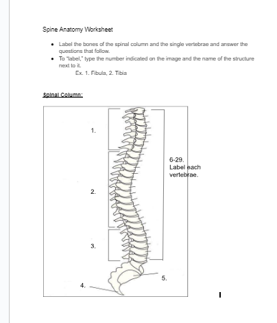 Spine Anatomy Worksheet - Label the bones of | Solvely